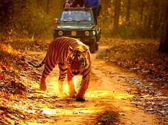 Wildlife Exploration at  Kanha National Park