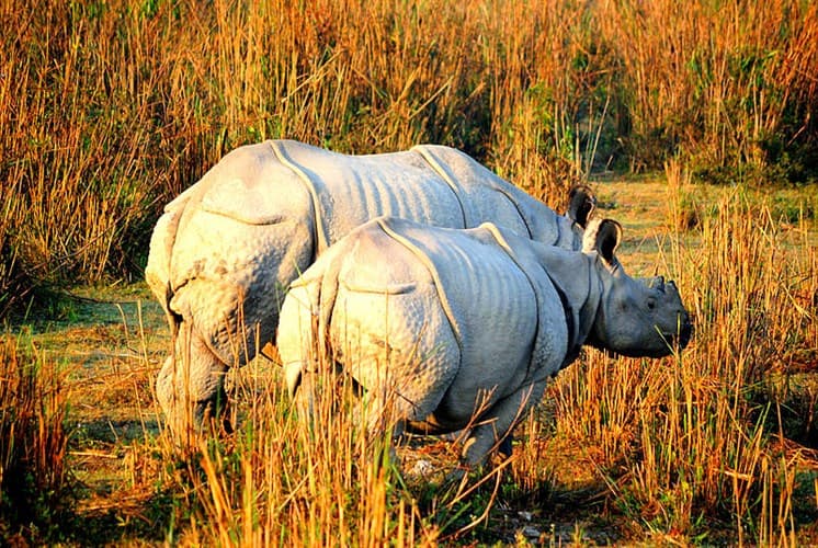 Kaziranga Wildlife Sanctuary