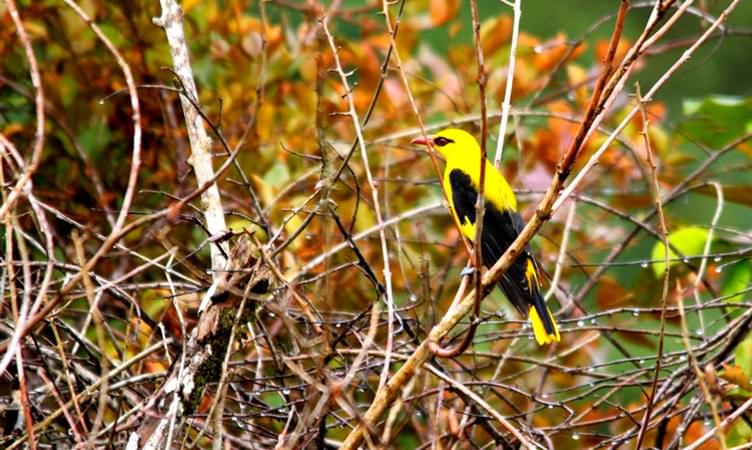 South Zone Birding Tour