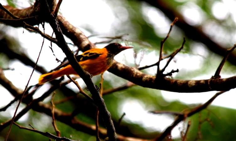 South Zone Southern Western Ghats Birding Tour