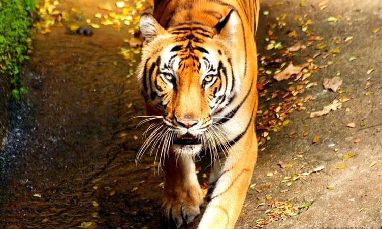 Tiger Trails of Western Ghats
