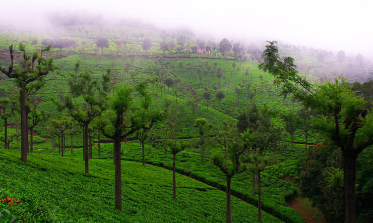  Places to Visit in Coonoor, Tourist Places & Top Attractions