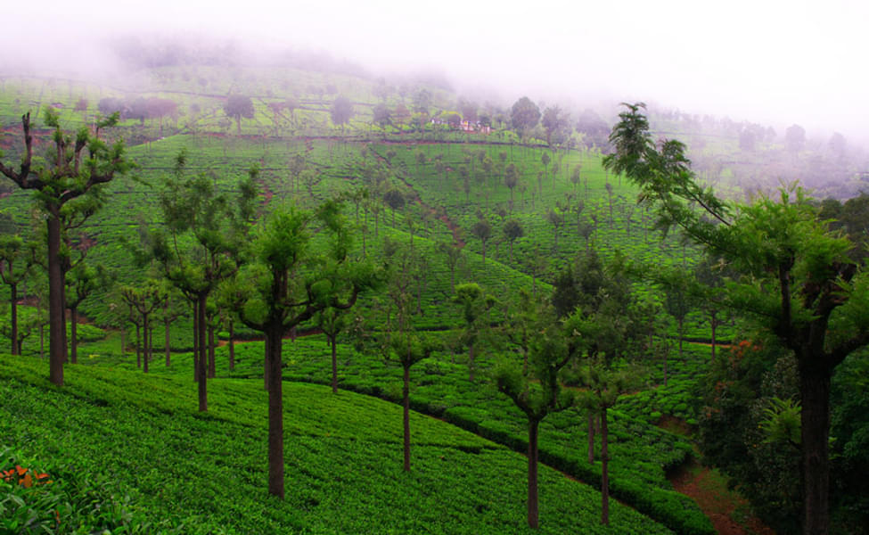 15 Places to Visit in Coonoor, Tourist Places & Top Attractions