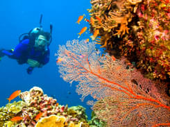 Scuba Diving in Andaman | Book Now & Get Flat 14% off