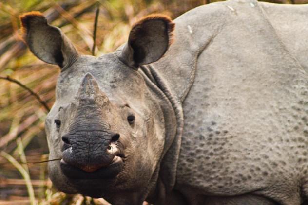 Kaziranga, The Enriched Wildlife Tour