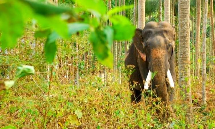 Tholpetty Wildlife Sanctuary Jeep Safari, Book & Save 10%