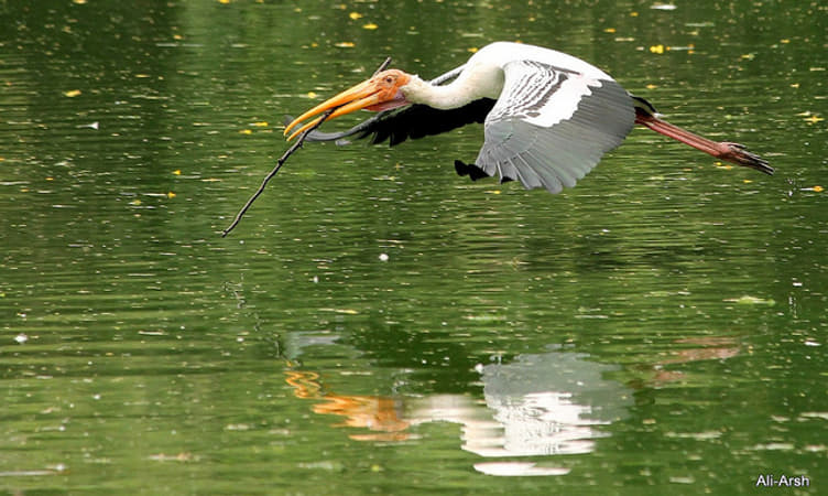 South Zone Birding Tour 14 Days
