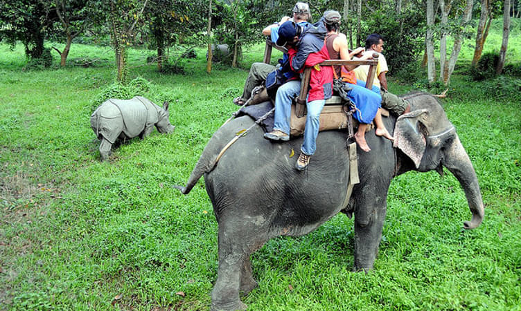 Go Wild at Kaziranga with Nature Hunt Eco-Camp