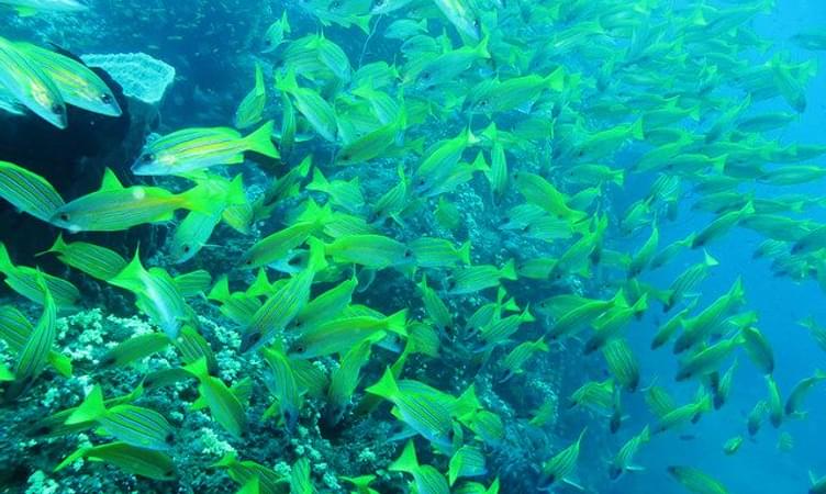 Andaman Divers Special