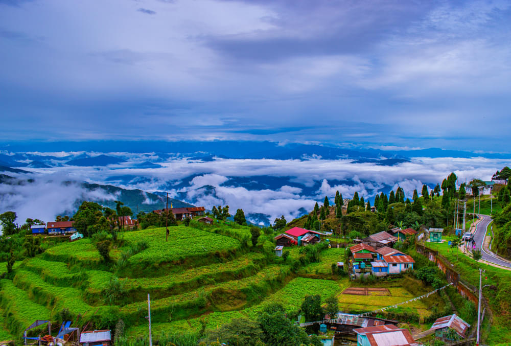 File:Tea Garden Darjeeling West Bengal India.JPG - Wikimedia Commons