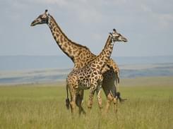 Maasai Mara, Lake Nakuru and Samburu Tour in Kenya