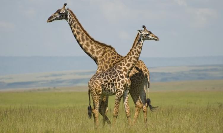 Maasai Mara, Lake Nakuru and Samburu Tour in Kenya