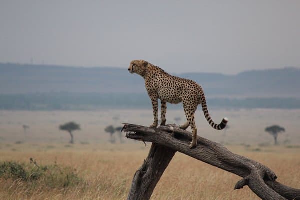 Maasai Mara and Lake Nakuru Tour in Kenya