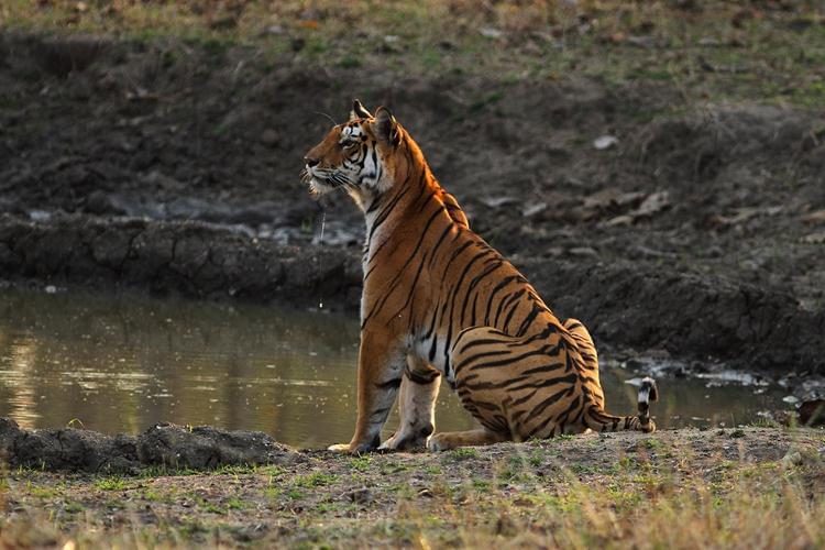 Pench National Park Wildlife Safari