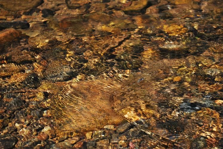 Riverside Picnic, Mudumalai