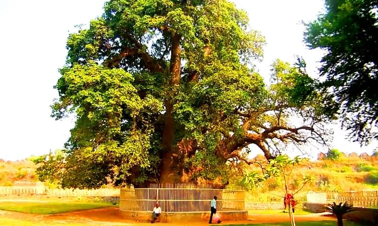 Biggest Baobab - The Cave of 40 Thieves