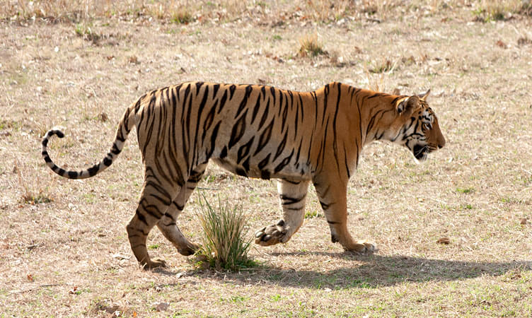 Andhari Tiger Reserve, Chandrapur - 450 Km from Hyderabad