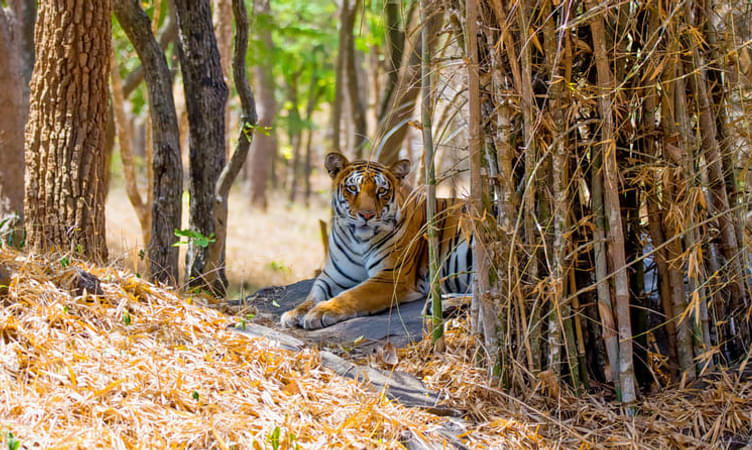Bannerghatta National Park (22 Km from Bangalore)