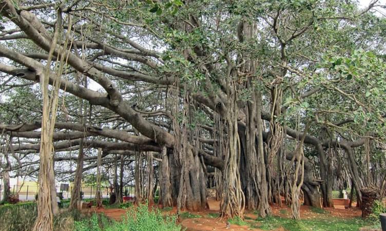 Big Banyan Tree- 27 km from Bangalore