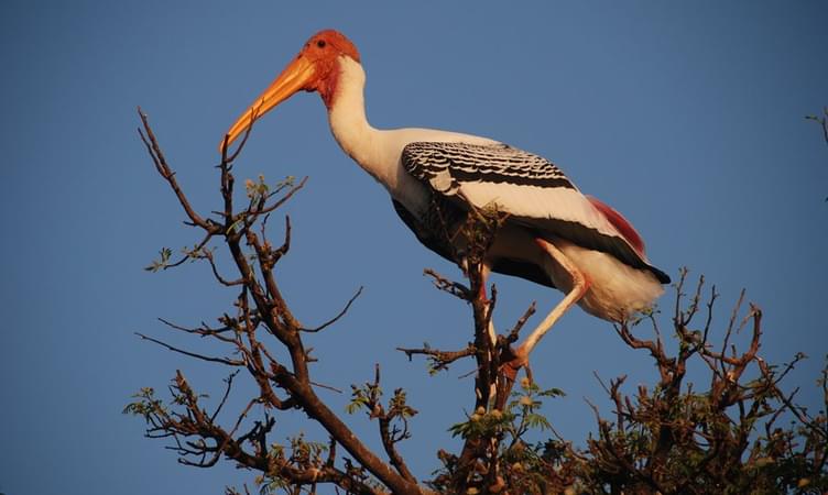 Kokkare Bellur Bird Sanctuary - 87 km from Bangalore