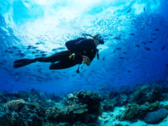 Grand Island Goa Scuba Diving | Book Online & Save 20%
