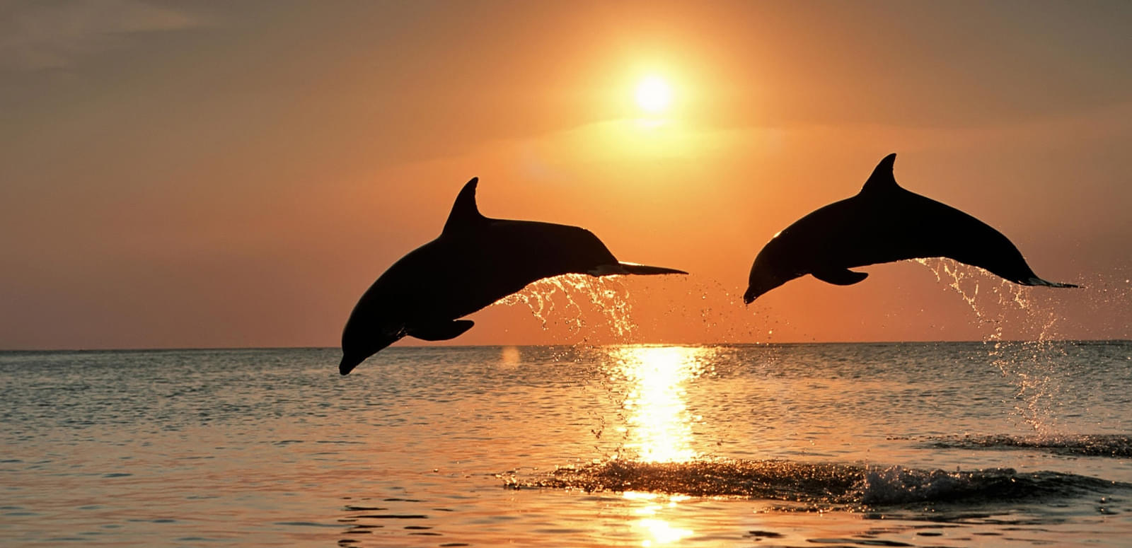 miramar beach goa dolphin tour