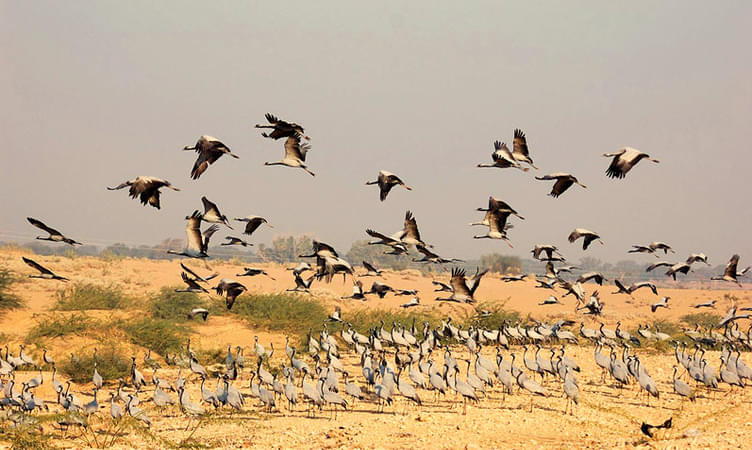 Bird Watching in Kicchan, Rajasthan