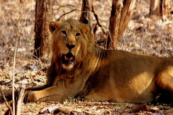 Safari Tour of Gir Wildlife Sanctuary in Gujarat