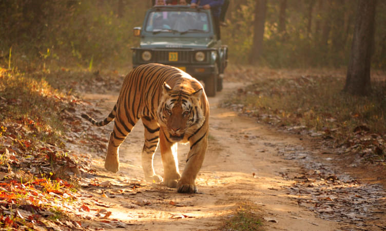 Sariska Tiger Reserve (203 kms from Delhi)