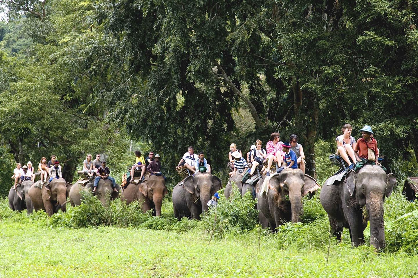 15+ Things to Do in Jim Corbett - Starting from ₹799 Only!