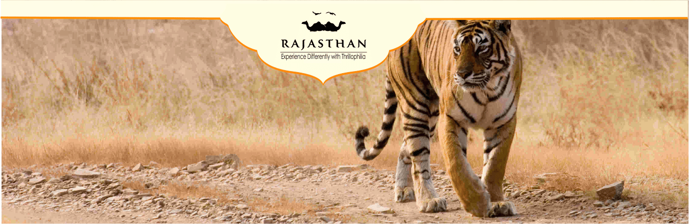 Ranthambore National Park Safari - A Detailed Guide