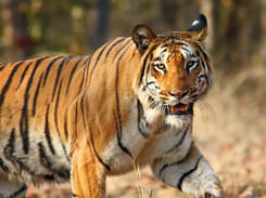 Pench National Park Day Tour from Nagpur