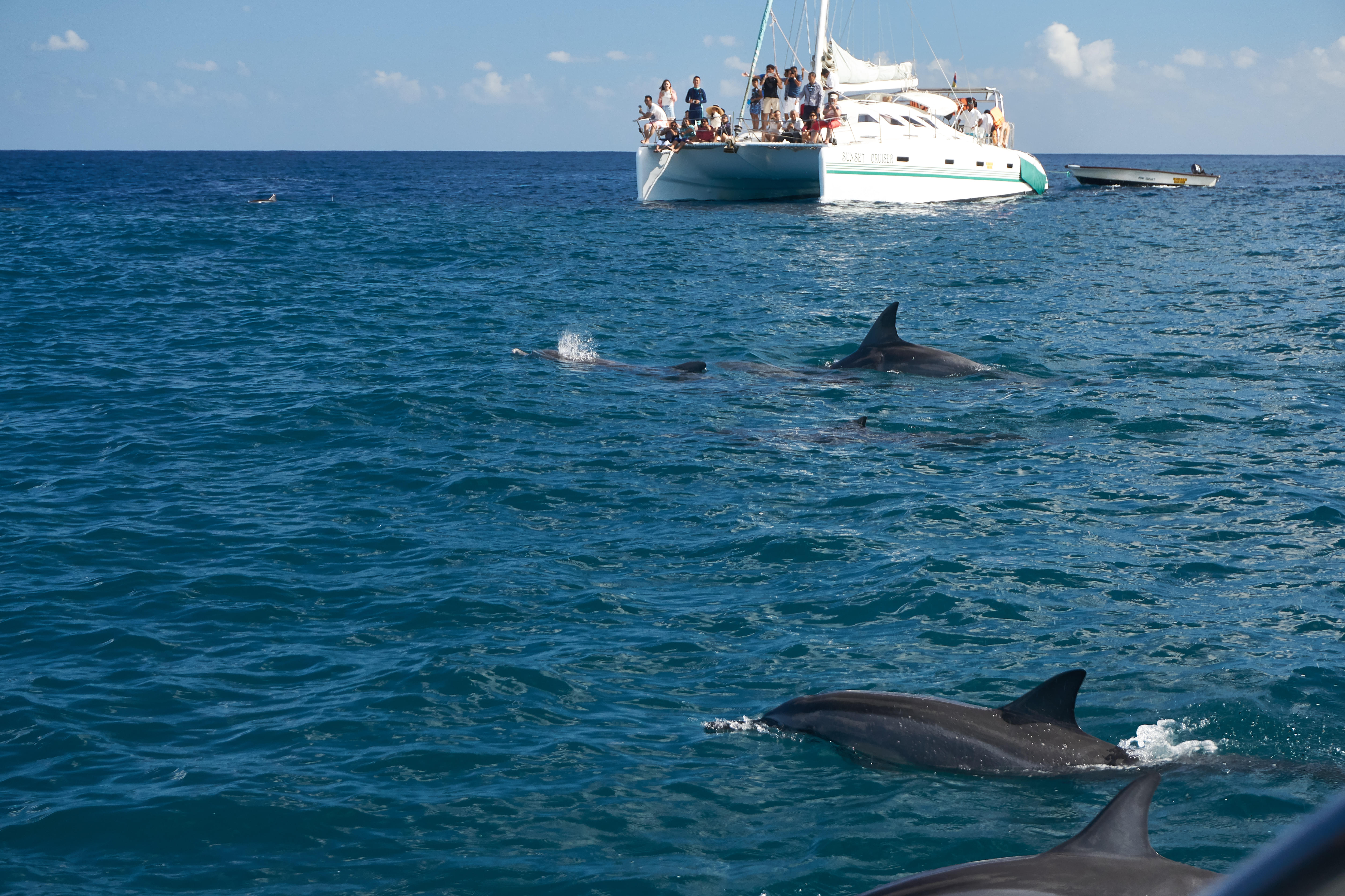 Myrtle Beach Dolphin Watch Trips | Action Water Sportz