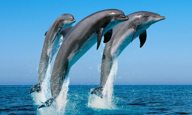 Experience Dolphin Spotting