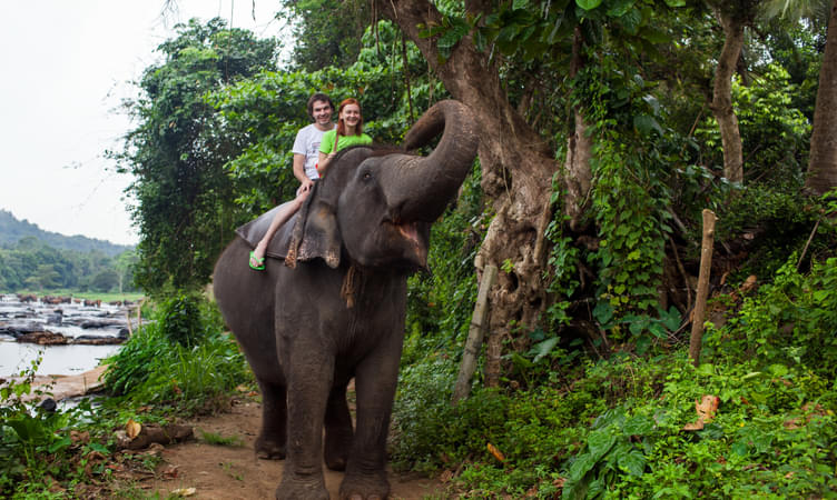 Elephant Safari and Village Tour in Habarana