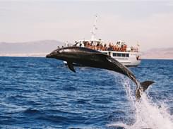 Dolphin Watching Cruise in Moreton Island