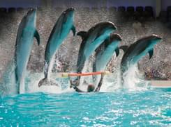 Dubai Dolphinarium Tickets - Flat 20% off