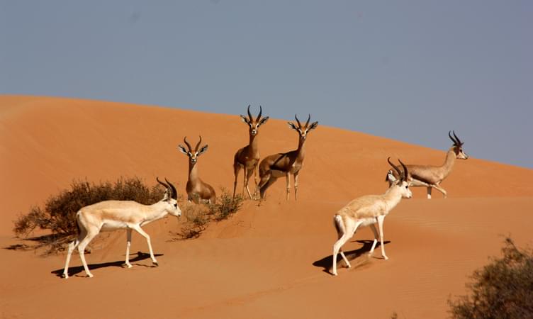 Dubai Desert Conservation Reserve