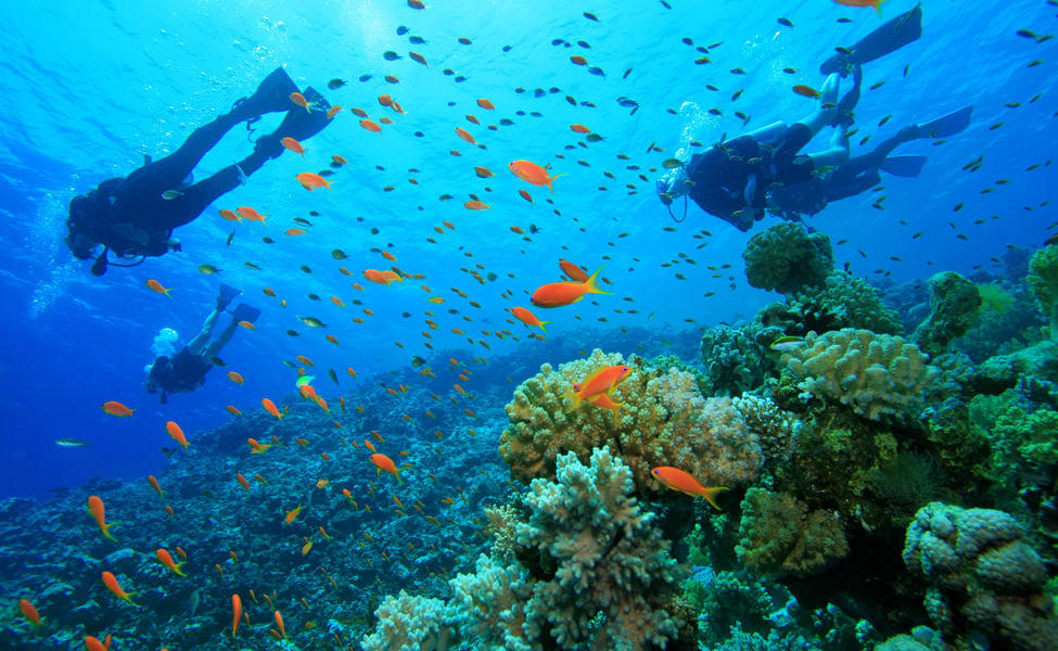 Dive Master Cruise and Scuba Diving in Male