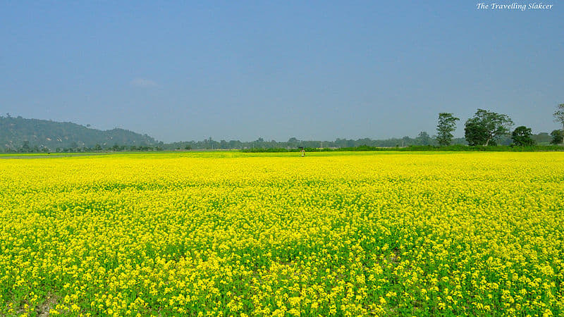 Jeep Safari in Pobitra Wildlife Sanctuary