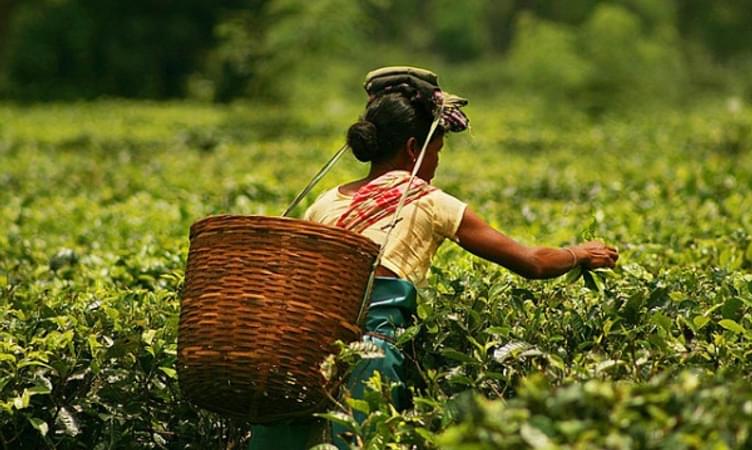 Luxurious Tea Estate Experience in Assam