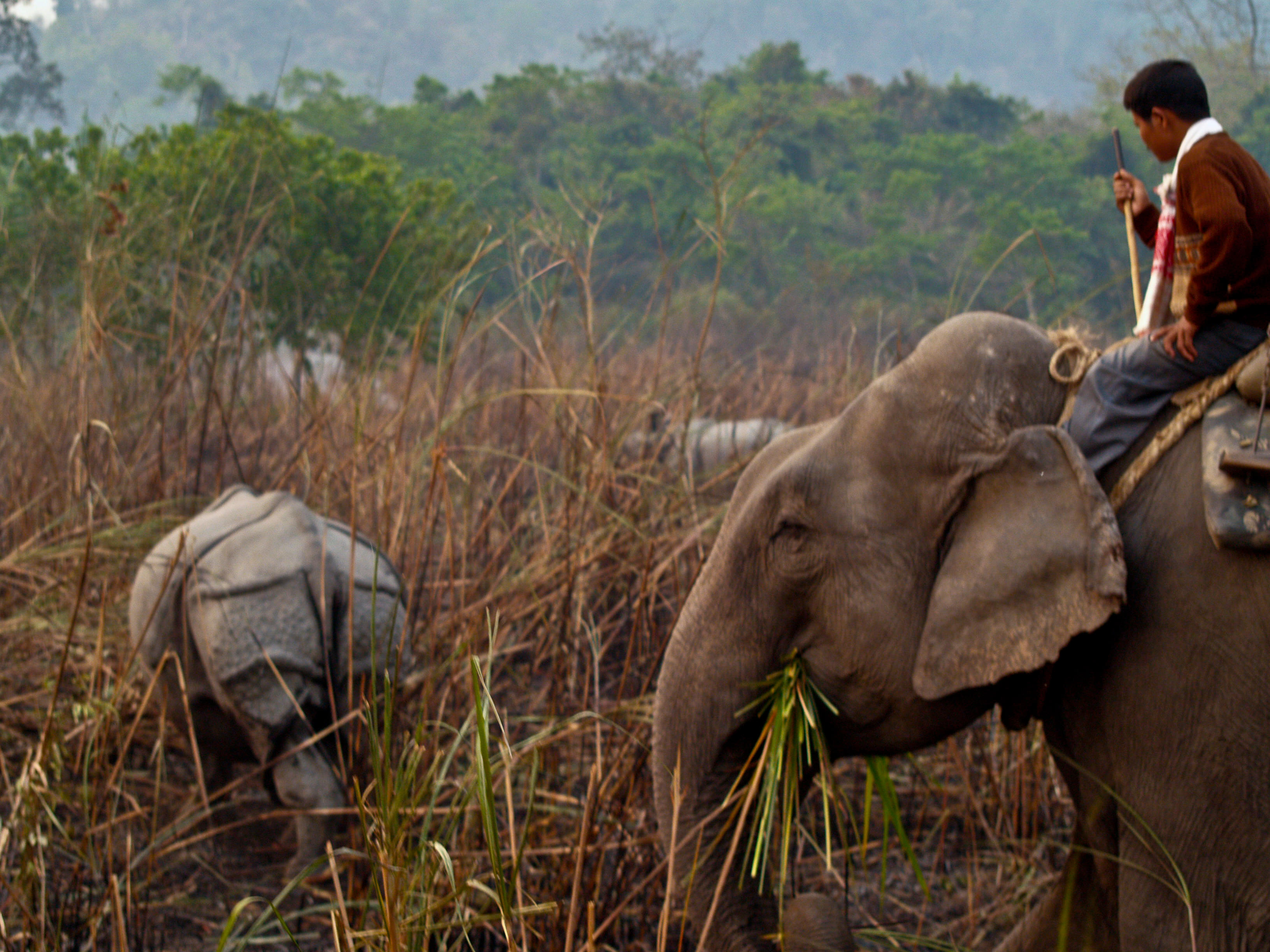 Wildlife Tour In Kaziranga National Park