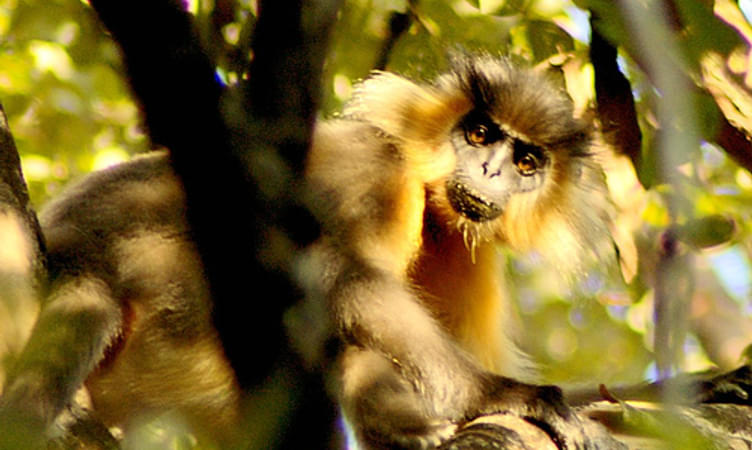 Wildlife Tour at Manas National Park