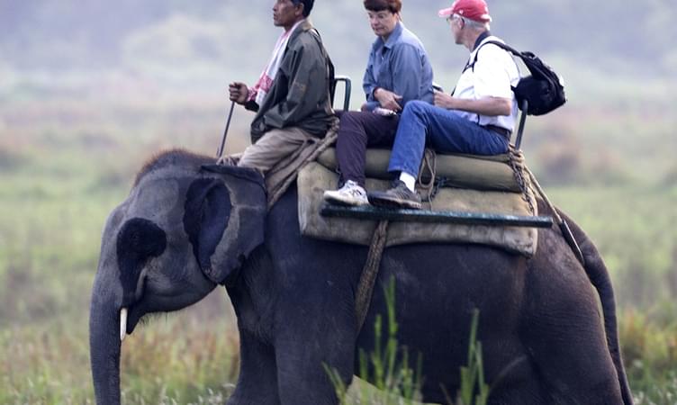 Day Tour at Pobitora Wildlife Sanctuary
