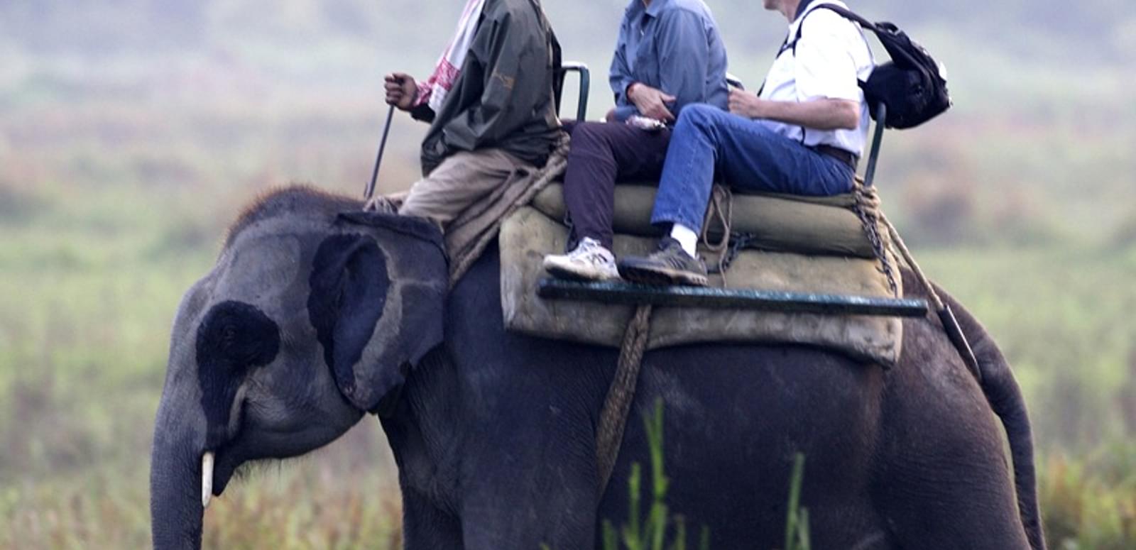 pobitora wildlife sanctuary elephant safari