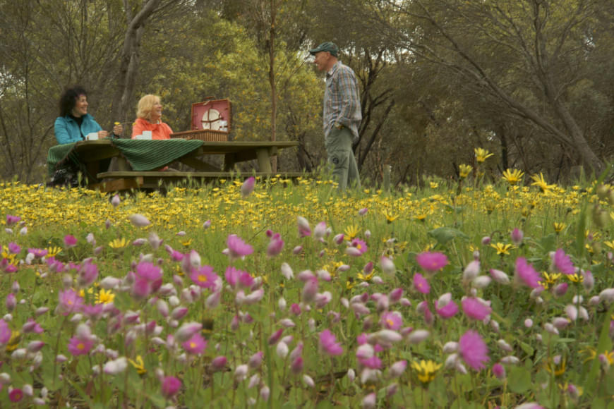 Pinnacles and Yanchep National Park Day Tour