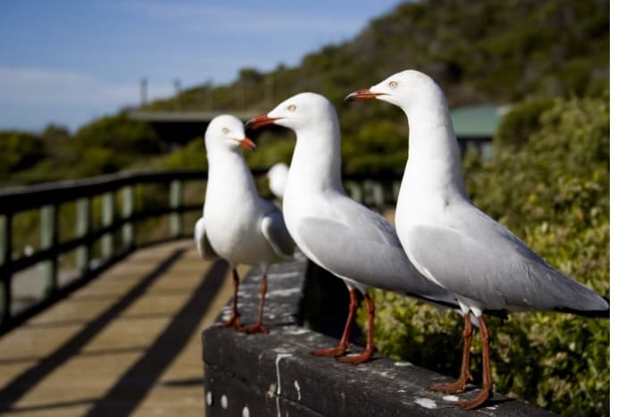 Penguin Island Tour at Perth in Australia