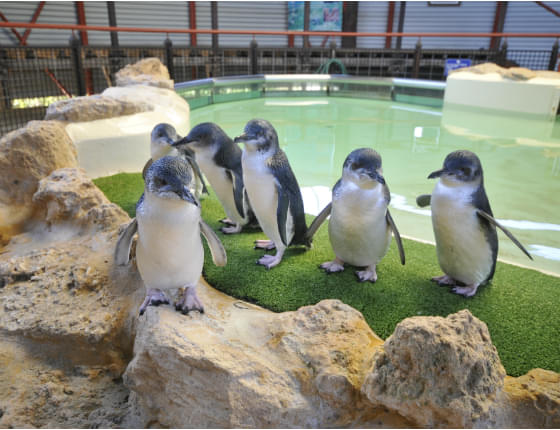 Trip to Penguin Island and Mandurah