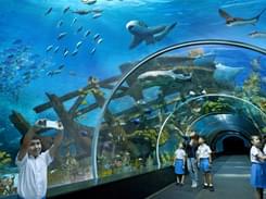 S E a Aquarium Singapore Tickets | Skip the Line with E-ticket