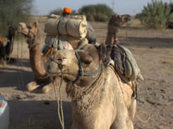 Camel Safari in Dausa